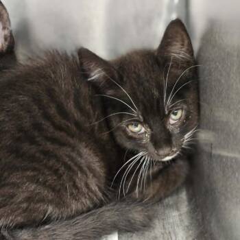 Domestic Short Hair Cats Available for Adoption in Martinsville, Virginia - Blossom | PetCurious
