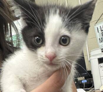 Timmy -  Domestic Short Hair Cat for Adoption in Saint Clairsville, Ohio - Timmy | PetCurious