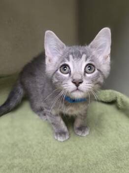 Blue Jay -  Domestic Short Hair Cat for Adoption in Westland, Michigan - Blue Jay | PetCurious