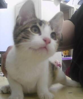 Carrie -  Domestic Short Hair Cat for Adoption in Dayton, Minnesota - Carrie | PetCurious