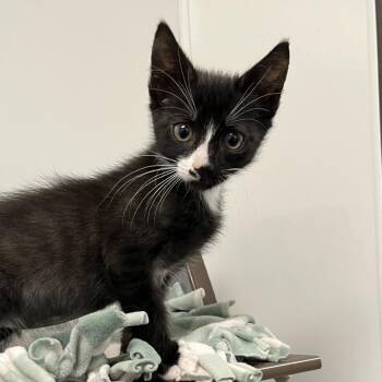 Kamari -  Domestic Short Hair Cat for Adoption in West Palm Beach, Florida - Kamari | PetCurious