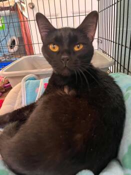 Minks and Gretchen -  Domestic Short Hair Cat Available for Adoption in Warren, Ohio - Minks And Gretchen | PetCurious