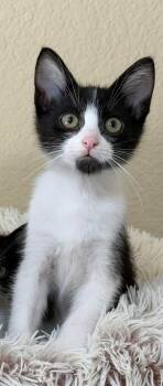 Domestic Short Hair Cats Available for Adoption in Mission Viejo, California - Reed | PetCurious