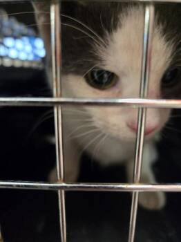 Domestic Short Hair Cats Available for Adoption in Louisville, Kentucky - ROBIN | PetCurious