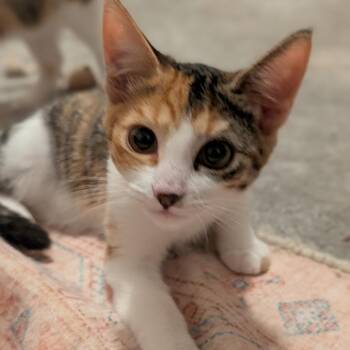 Annie -  Domestic Short Hair Cat for Adoption in Houston, Texas - Annie | PetCurious