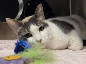 Domestic Short Hair Cats Available for Adoption in Martinez, California - CALLIE | PetCurious