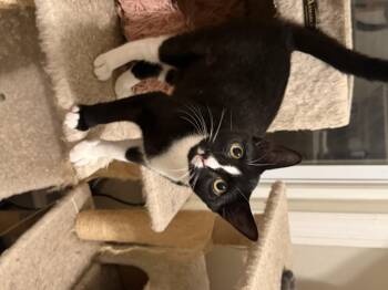 Teagan -  Domestic Short Hair Cat for Adoption in Philadelphia, Pennsylvania - Teagan | PetCurious