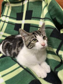 Rescue Domestic Short Hair Cats for Adoption in Memphis, Tennessee - Rowena | PetCurious