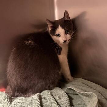 Ledyba -  Domestic Short Hair Cat for Adoption in Bristol, Indiana - Ledyba | PetCurious