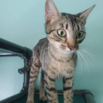 Precious -  Domestic Short Hair Cat for Adoption in Melrose, Florida - Precious | PetCurious