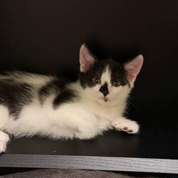 Sarang (FKA Lana) -  Domestic Short Hair Cat for Adoption in Cumming, Georgia - Sarang (FKA Lana) | PetCurious