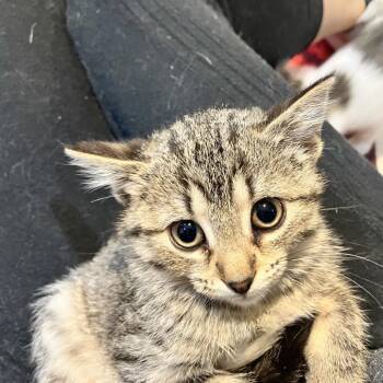 Domestic Short Hair Cats Available for Adoption in Ferndale, Michigan - Sorrento | PetCurious