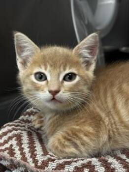 Creighton -  Domestic Short Hair Cat for Adoption in Roseville, California - Creighton | PetCurious