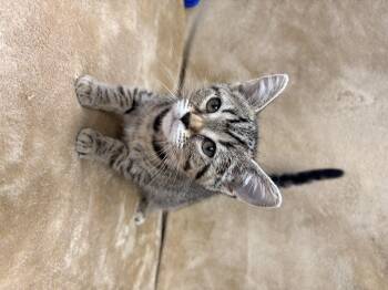 Rescue Domestic Short Hair Cats for Adoption in White Oak, Pennsylvania - River | PetCurious