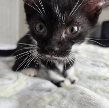 Hercule Poirot -  Domestic Short Hair Cat for Adoption in Orlando, Florida - Hercule Poirot | PetCurious