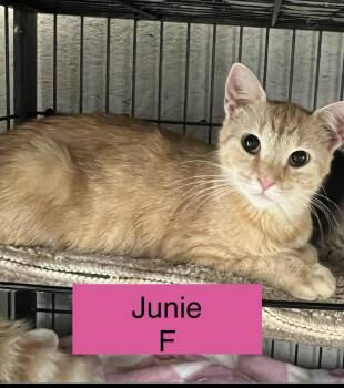 Junie -  Domestic Short Hair Cat for Adoption in Sneads Ferry, North Carolina - Junie | PetCurious