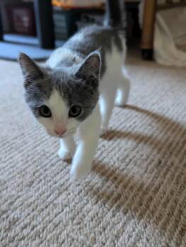 Rescue Domestic Short Hair Cats for Adoption in Sioux Falls, South Dakota - Izzy | PetCurious