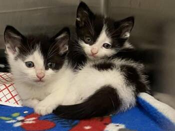 ERIK -  Domestic Short Hair Cat for Adoption in Tustin, California - ERIK | PetCurious