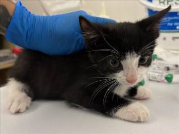 *JOSE -  Domestic Short Hair Cat for Adoption in Woodland, California - *JOSE | PetCurious