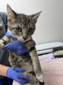Washi -  Domestic Short Hair Cat for Adoption in Sacramento, California - Washi | PetCurious