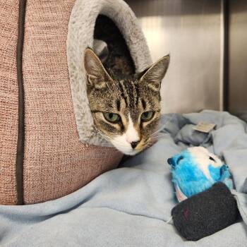Miss Piggy -  American Shorthair Cat for Adoption in Brockton, Massachusetts - Miss Piggy | PetCurious