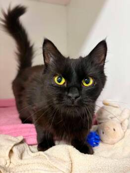 Trinity -  Domestic Medium Hair Cat for Adoption in Delson, Quebec - Trinity | PetCurious