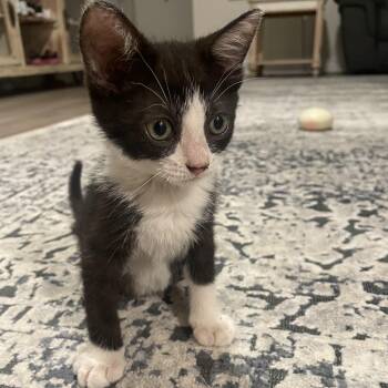 Lucy -  Domestic Short Hair Cat for Adoption in Sarasota, Florida - Lucy | PetCurious