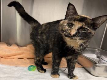BUTTERCUP -  Domestic Short Hair Cat for Adoption in Derwood, Maryland - BUTTERCUP | PetCurious