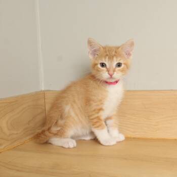 Rescue Domestic Short Hair Cats for Adoption in Minnetonka, Minnesota - Kahuna C65636 | PetCurious