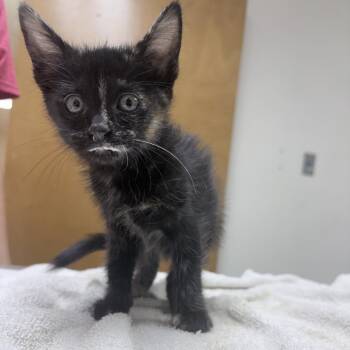 Nacho Cheese-4669 -  Domestic Medium Hair Cat for Adoption in Tyler, Texas - Nacho Cheese-4669 | PetCurious