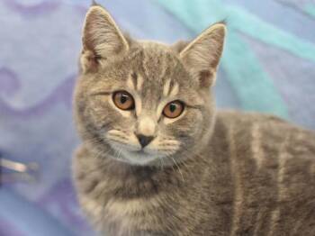 Rescue Domestic Short Hair Cats for Adoption in Portland, Oregon - Dally | PetCurious