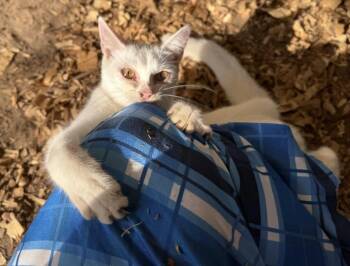 Rescue Siamese and Domestic Short Hair Cats for Adoption in Fosters, Alabama - SALEM | PetCurious