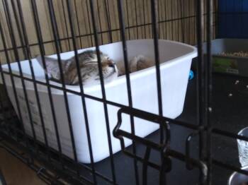 Maersk -  Domestic Short Hair Cat for Adoption in PORT WENTWRTH, Georgia - Maersk | PetCurious
