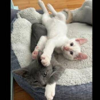 Socks -  Domestic Short Hair Cat for Adoption in Houston, Texas - Socks | PetCurious