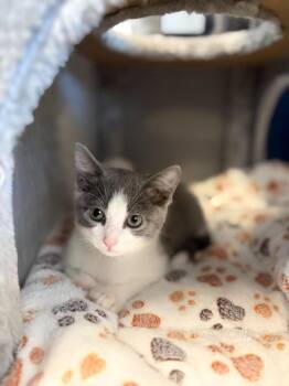 Domestic Short Hair Cats Available for Adoption in Athens, Alabama - BADA BING | PetCurious