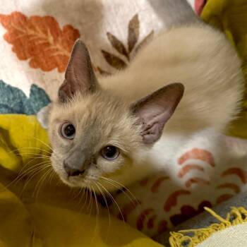 Ledger (blue) -  Domestic Short Hair Cat for Adoption in Baltimore, Maryland - Ledger (blue) | PetCurious