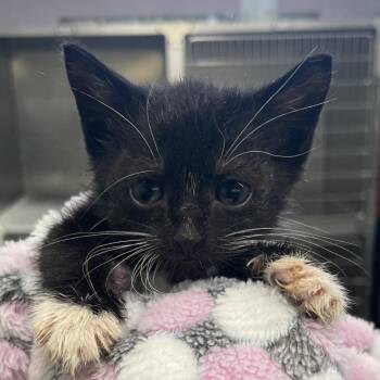 Sugar -  Domestic Short Hair Cat for Adoption in West Palm Beach, Florida - Sugar | PetCurious