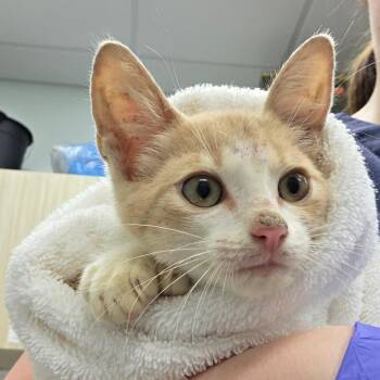 Hemmy -  Domestic Short Hair Cat for Adoption in Chattanooga, Tennessee - Hemmy | PetCurious