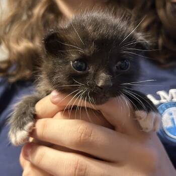 Rescue Domestic Short Hair Cats for Adoption in Houston, Texas - Gomez | PetCurious