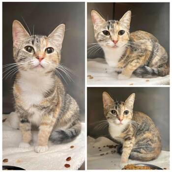 Vera -  Domestic Short Hair Cat for Adoption in New York, New York - Vera | PetCurious