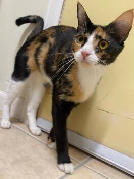 Rescue Domestic Short Hair Cats for Adoption in Fall River, Massachusetts - Koi | PetCurious