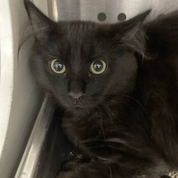 Rescue Domestic Medium Hair Cats for Adoption in Denver, Colorado - Fizzgig | PetCurious