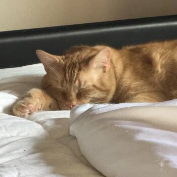 Rescue Domestic Short Hair Cats for Adoption - Saber & Sabrina*BONDED* | PetCurious