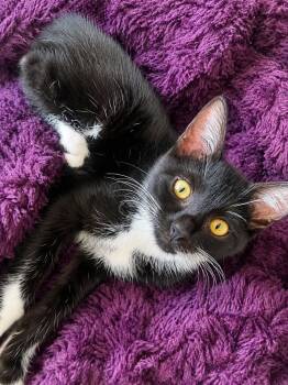 Beatrice -  Domestic Short Hair Cat for Adoption in Homer Glen, Illinois - Beatrice | PetCurious
