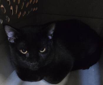 Domestic Short Hair Cats Available for Adoption - Insurance | PetCurious