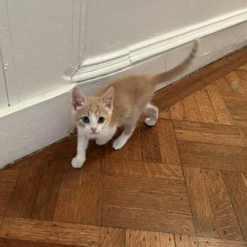 Domestic Short Hair Cats Available for Adoption in Baltimore, Maryland - Grouch | PetCurious