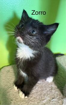 Rescue Domestic Short Hair Cats for Adoption in Bellevue, Nebraska - Zorro | PetCurious