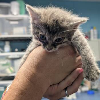 Wendi -  Domestic Short Hair Cat for Adoption in Jefferson City, Tennessee - Wendi | PetCurious