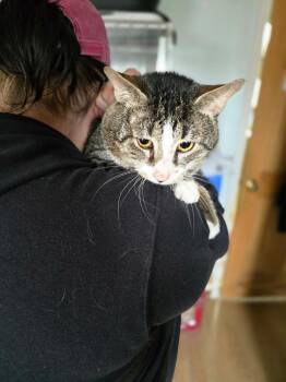 Derp -  Domestic Short Hair Cat for Adoption in Pine Grove, Pennsylvania - Derp | PetCurious