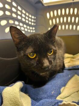Calvin -  Domestic Short Hair Cat for Adoption in Raleigh, North Carolina - Calvin | PetCurious